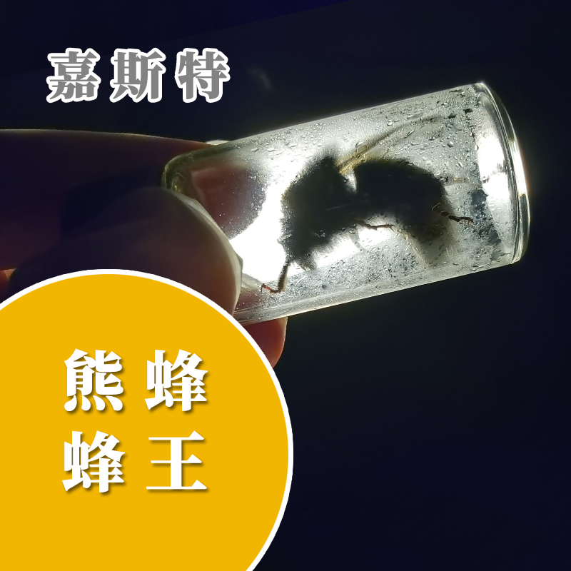 嘉斯特熊蜂蜂王官网